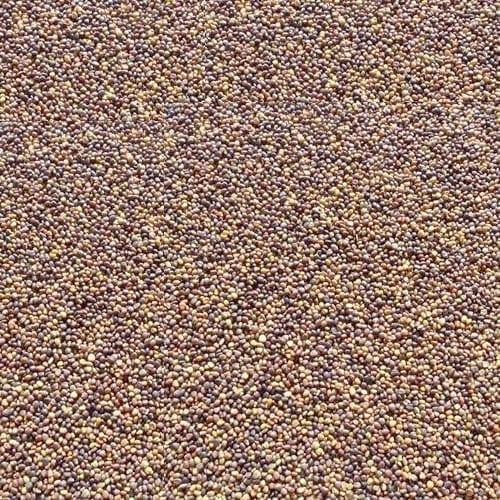 Tyco Deer Clover (25 lbs) Tyrone Milling Inc.