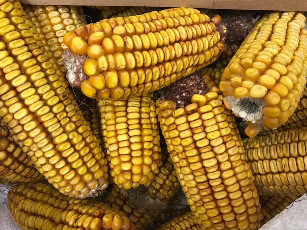 Ear Corn 1bu Tyrone Milling Inc.